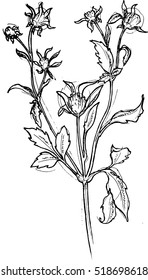 Hand-drawn vector of flower for tattoo in black color.