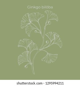 Hand-drawn vector ginkgo biloba branch