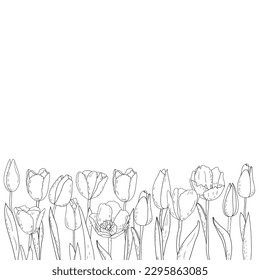 Hand-drawn vector graphic tulips, silhouettes of summer flowers, postcard with a linear bouquet of spring tulips, grasses, herbs and leaves, floral border 