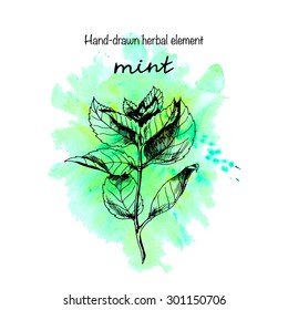 hand-drawn vector herb of mint in sketch style on the background of green watercolor splash