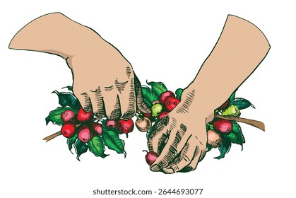 Hand-drawn vector of human hands harvesting ripe coffee cherries. Vintage botanical illustration perfect for packaging, coffee brands, eco design, and farm-to-cup concepts.
