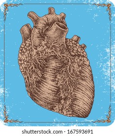 Hand-drawn vector human heart.