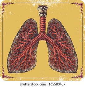 Handdrawn Vector Human Lungs Stock Vector (Royalty Free) 165583487 ...