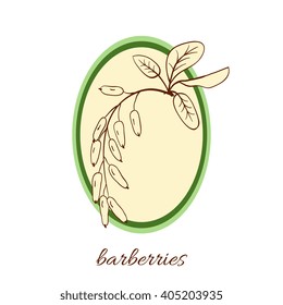 Handdrawn vector illustration barberries. Medicinal berry.For traditional medicine, gardening or cooking design, package, wrapper, label.