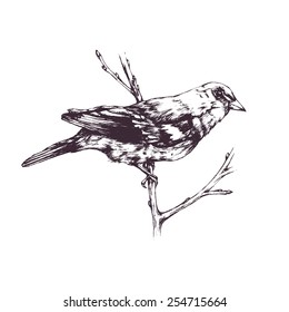 Hand-drawn vector illustration of bird sitting on a branch isolated on white background