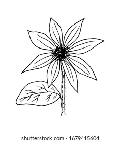 Hand-drawn vector illustration with black outline. Sunflower flower, petals, stalk. Nature, plants, agriculture.