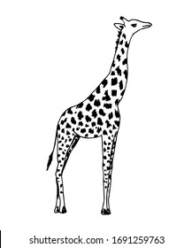 Hand-drawn vector illustration with black outline. Full length giraffe, spotted skin, side view isolated on a white background. Wild animals africa, nature, zoo. Safari, savannah. For t-shirt prints.