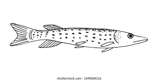 Hand-drawn vector illustration with black outline. Freshwater river, lake fish pike. For coloring books, prints, logo, fishing tackle. Menu, cuisine, restaurant. Nature, fisherman's catch.