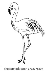 Hand-drawn vector illustration with black outline. Beautiful full-length flamingo bird isolated on a white background. Wildlife, ornithology, nature, zoo. Print, label. Ink drawing.