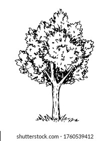 Hand-drawn vector illustration with black outline in engraving style. Nature, landscape. Deciduous tree isolated on a white background. The element of the forest.