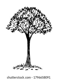 Handgezeichnete Vektorgrafik mit schwarzer Umrisslinie im Gravierstil. Natur, Landschaft. Laubbaum, Gras, Blätter einzeln auf weißem Hintergrund. Das Element des Waldes.