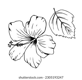 Hand-drawn vector illustration with black outline. Hibiscus flower, delicate petals, leaf isolated on a white background. Element of nature, healthy plant, tea, drink. Print, label.  