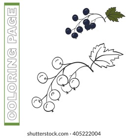  Hand-drawn vector illustration blackcurrant. For adult and children coloring page book. 