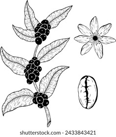 Hand-drawn vector illustration with botanical branch of coffee tree with beans and a flower. Set of black line art sketch on white isolated background