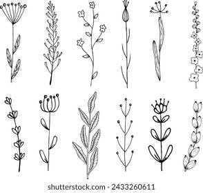 Hand-drawn vector illustration with botanical floral illustrations. Set of black line art sketch on white isolated background