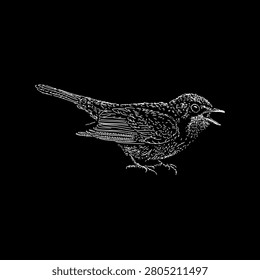 Hand-drawn vector illustration of a Canada warbler (Cardellina canadensis) singing, detailed vintage engraving style isolated on a black background.