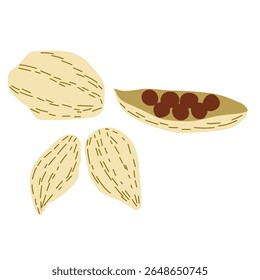 Ilustração vetorial desenhada à mão de vagens de cardamomo, incluindo sementes no interior. Uma especiaria aromática popular usada na culinária asiática e do Oriente Médio