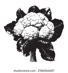 hand-drawn vector illustration of a cauliflower with textured leaves in vintage engraving style. black and white botanical artwork with detailed elements, ideal for organic food and farm-related desig