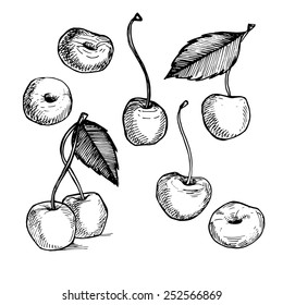 Hand-drawn vector illustration. Collection of cherry. Line art. Isolated on white background.