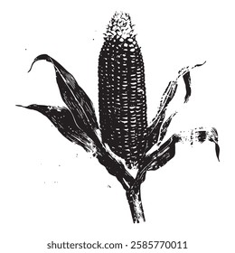 hand-drawn vector illustration of a corn cob in vintage engraving style. detailed black and white botanical drawing with textured elements for prints and packaging.