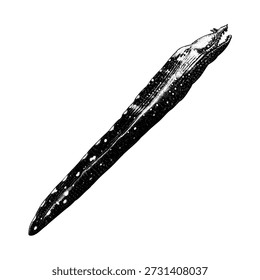 Hand-drawn vector illustration of a Dragon Moray Eel in monochrome ink style. Detailed marine animal artwork with dramatic shape, isolated on white background, suitable for tattoo design, t-shirt print, logo, poster, and ocean-themed projects.