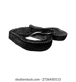 Hand-drawn vector illustration of a Dragon Snake (Javan Tubercle Snake or Javan Mudsnake) with detailed black ink texture. Exotic Southeast Asian reptile depicted in a coiled pose, isolated on white background, perfect for tattoo design, wildlife artwork, and dark themed illustrations.