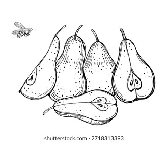 Hand-drawn vector illustration featuring a group of pears with slices and a bee hovering nearby. Perfect for use in coloring books, eco-friendly packaging, educational prints, or botanical posters.