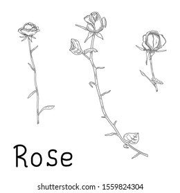 Hand-drawn vector illustration. Floral background. Silhouette of a rose on a white background.