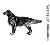 Hand-drawn vector illustration of a Golden Irish dog in side profile, featuring realistic fur texture and vintage engraving style. Black and white monochrome artwork, isolated on white background, ideal for print, branding, and decorative design projects.