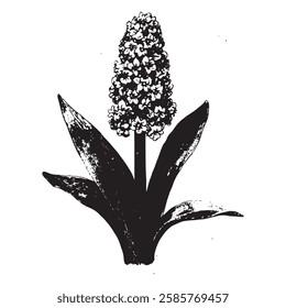 hand-drawn vector illustration of a hyacinth flower in vintage engraving style. detailed black and white botanical drawing with textured elements for prints and decor.