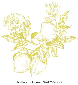 Hand-drawn vector illustration of a lemon branch with leaves and blooming flowers. Elegant botanical line art in a minimalist style, perfect for modern packaging, labels, invitations, kitchen decor
