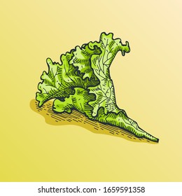 Hand-drawn vector illustration of lettuce on light color background. Fresh leaves of herb for salad in linear sketch.