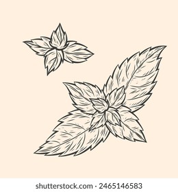 Hand-drawn vector illustration of mint leaves. Botanical line art, detailed designs, herbal and natural product branding, packaging, and decorative elements. Isolated black and white sketch style