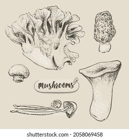 Hand-drawn vector illustration mushroom by retro and vintage style, Monochrome sketch by engraved dots and lines. included Morels, Eryngii and Maitake Mushroom.