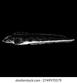Hand-drawn vector illustration of an Ocean Pout (Zoarces americanus) in vintage scientific engraving style. Black and white marine wildlife artwork with fine linework, inspired by classic natural history and zoological illustrations.