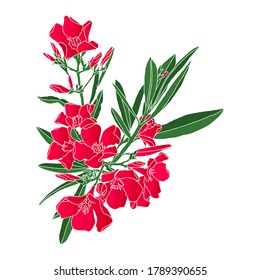 Hand-drawn Vector illustration of an Oleander (flower) on a white background.	