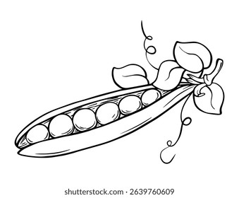 Hand-drawn vector illustration of an open pea pod with leaves, isolated on white background. Suitable for food design, packaging, agriculture, and botanical project