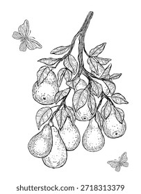 Ilustración vectorial de peras dibujadas a mano colgando de una rama frondosa con mariposas volando cerca. Ideal para libros para colorear, carteles, diseño con temática ecológica, educación sobre la naturaleza y empaques orgánicos.