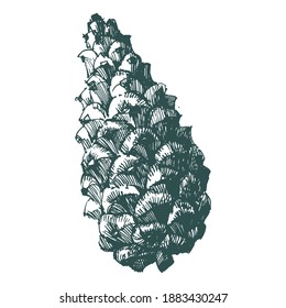 Hand-drawn vector illustration. Pine cones of cedar spruce.


