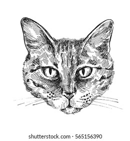 Hand-drawn vector illustration portrait of cat. Sketch style. Use for tattoo, poster, postcard, web, t-shirt print.