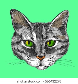 Hand-drawn vector illustration portrait of cat. Sketch style. Use for tattoo, poster, postcard, web, t-shirt print.
