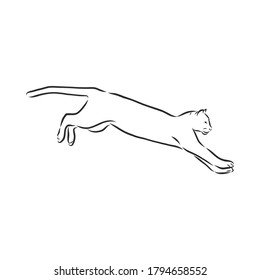 Handgezeichnetes Vektorgrafik-Portrait von Puma. Sketch-Stil. Verwendung für Tätowierung, Poster, Postkarte, Web, Cougar-Tier, Vektorgrafik