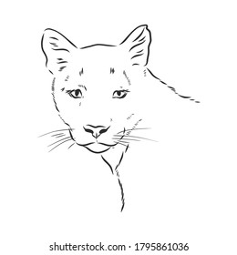 Hand-drawn vector illustration portrait of puma. Sketch style. Use for tattoo, poster, postcard, web, Cougar animal, vector sketch illustration