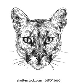 Hand-drawn vector illustration portrait of puma. Sketch style. Use for tattoo, poster, postcard, web, t-shirt print.