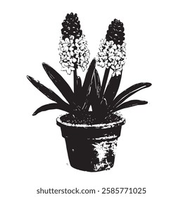 hand-drawn vector illustration of potted hyacinth flowers in vintage engraving style. black and white botanical drawing with textured details, perfect for prints and decor