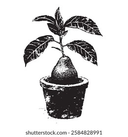 hand-drawn vector illustration of a potted pear tree in vintage engraving style, perfect for botanical prints, gardening themes, and organic product branding
