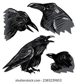 Hand-drawn vector illustration of a raven