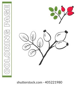  Hand-drawn vector illustration rose hip. For adult and children coloring page book. 