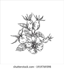 Ilustración vectorial hecha a mano de caderas de rosas. Ilustración lineal en blanco y negro.