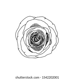Hand-drawn vector illustration. Rose on a white background.